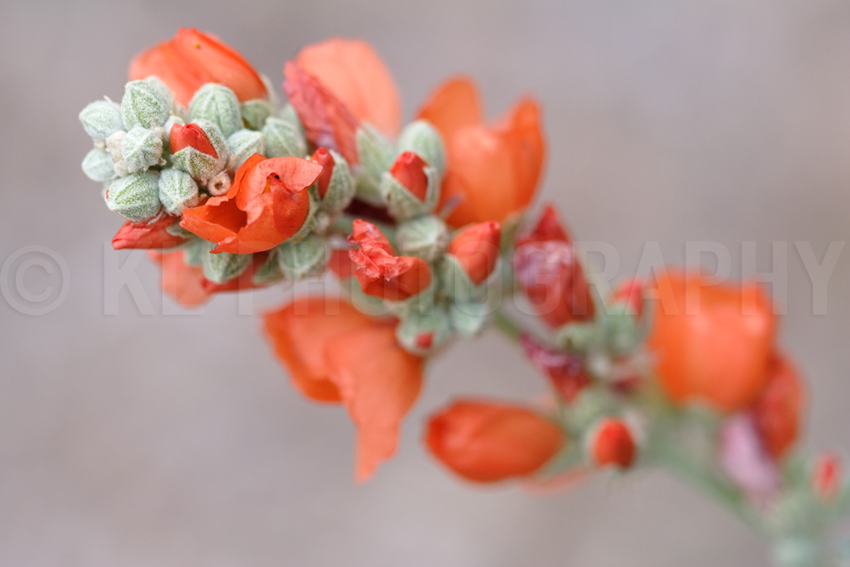 Desert Globe Mallow