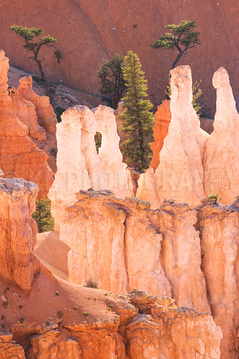 Natural Arch and Trees