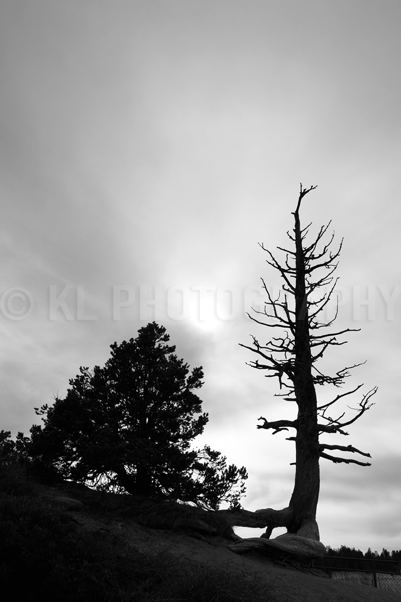 Bristlecone and Sky