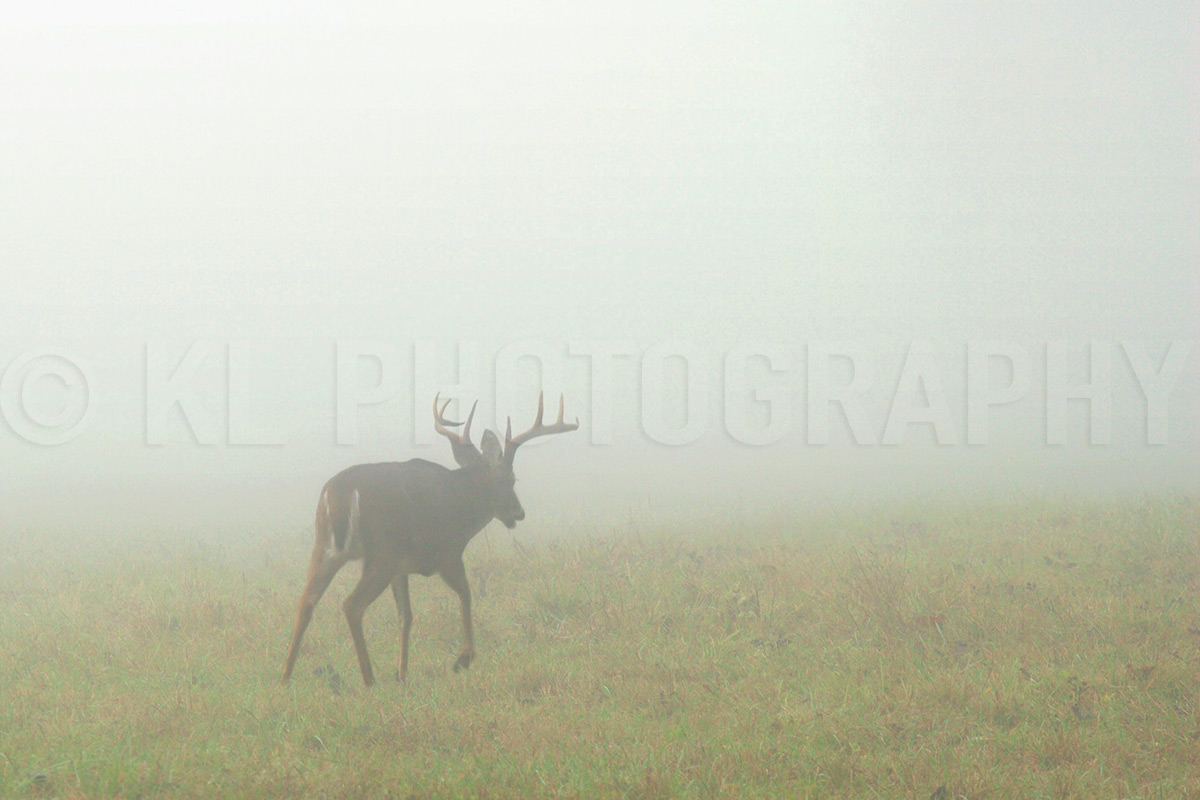 Buck in the Fog