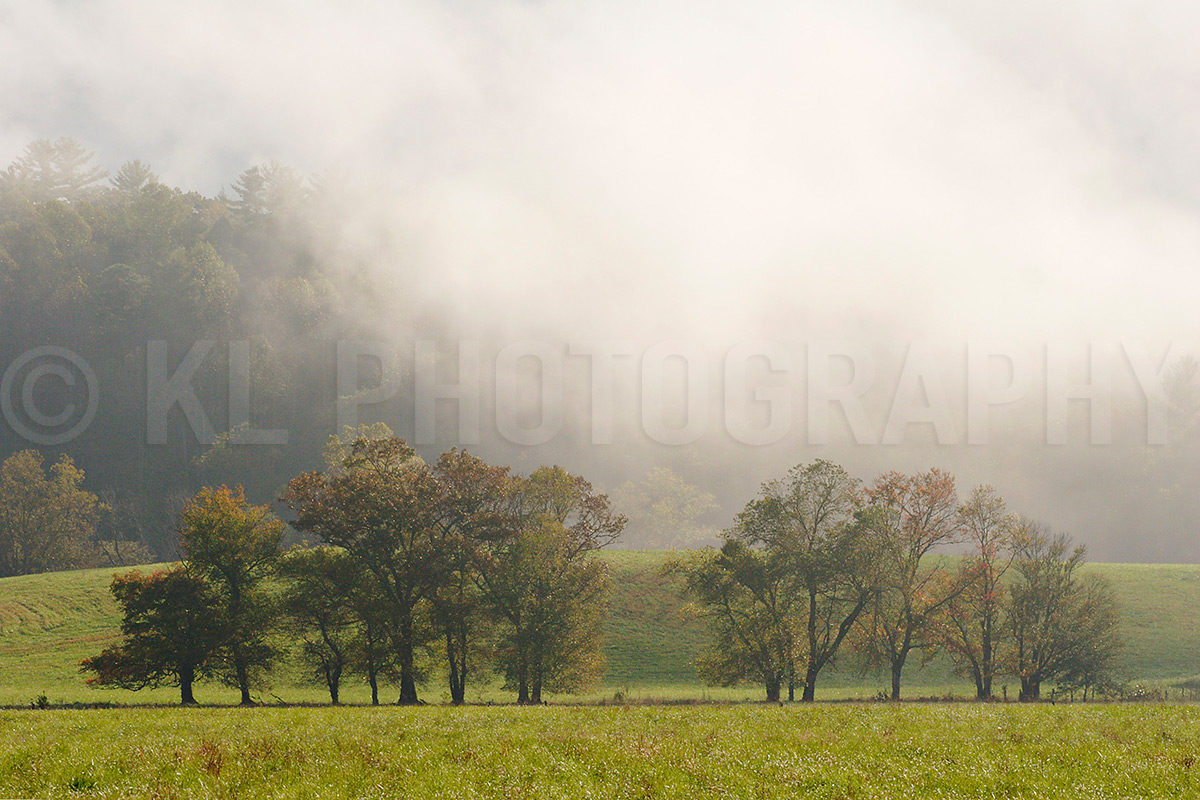 Fog Behind Trees