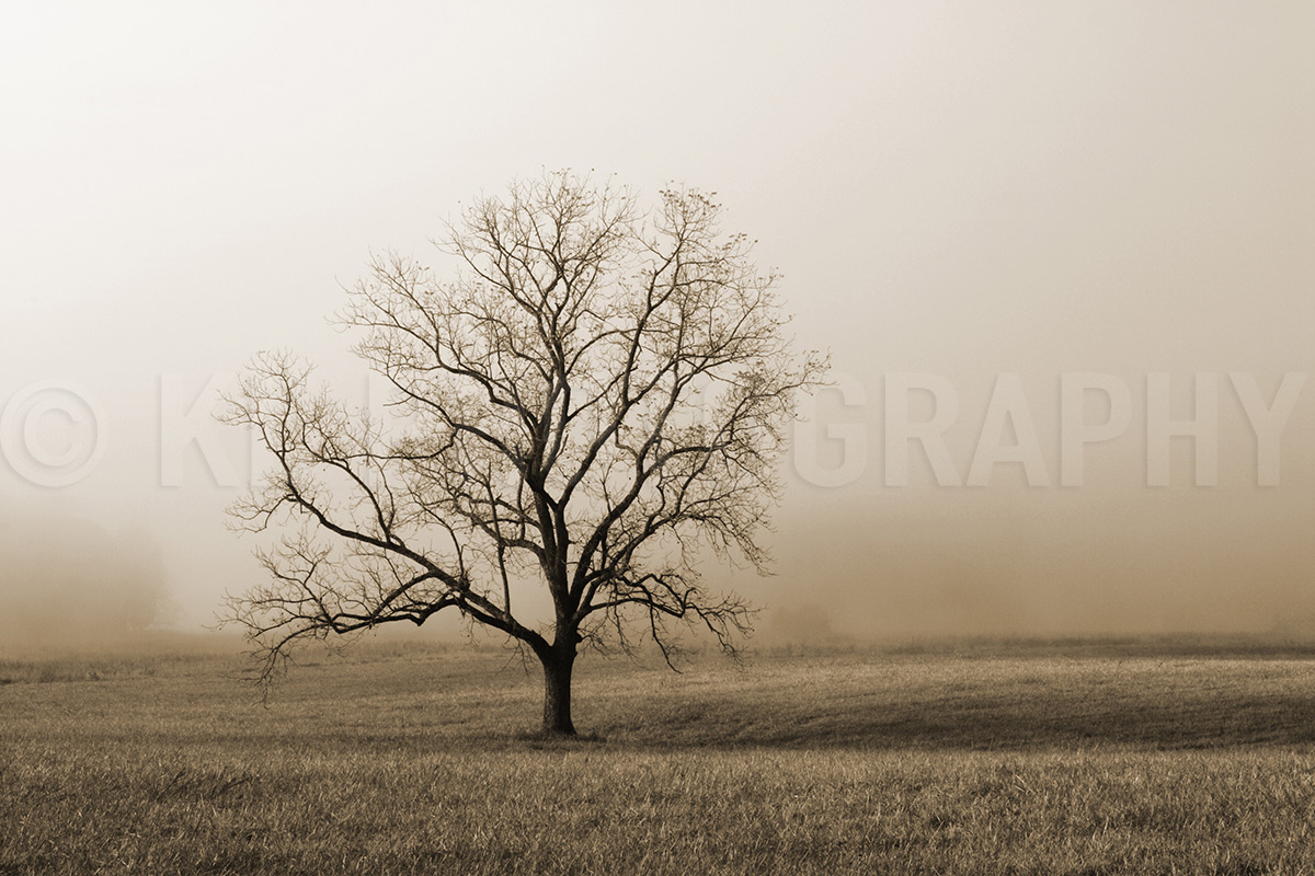 Lone Tree, Sepia