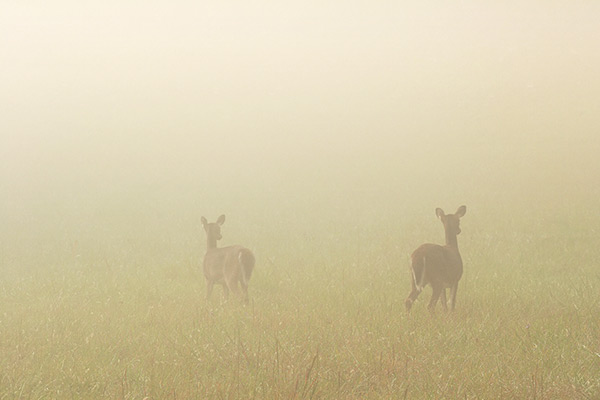 Deer in Foggy Meadow