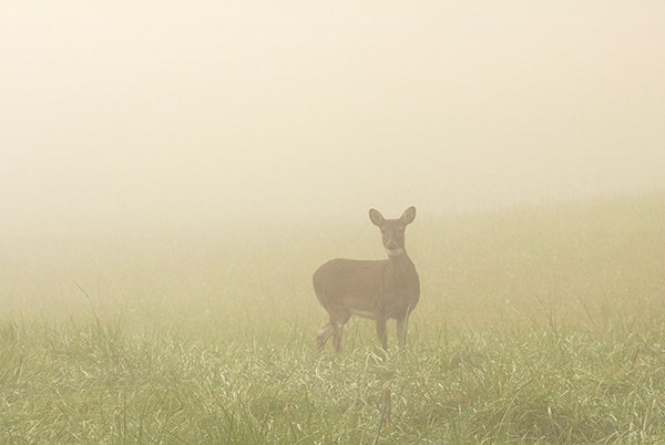 Lone Doe in Fog