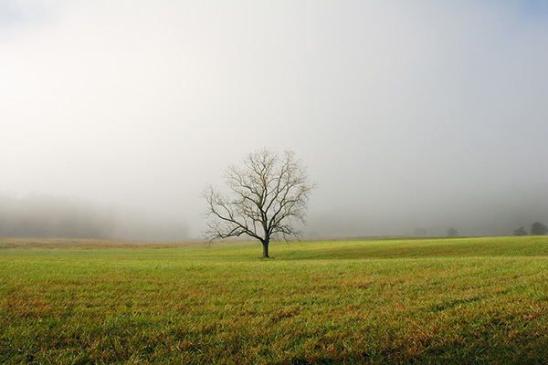 Lone Tree in Foggy Field