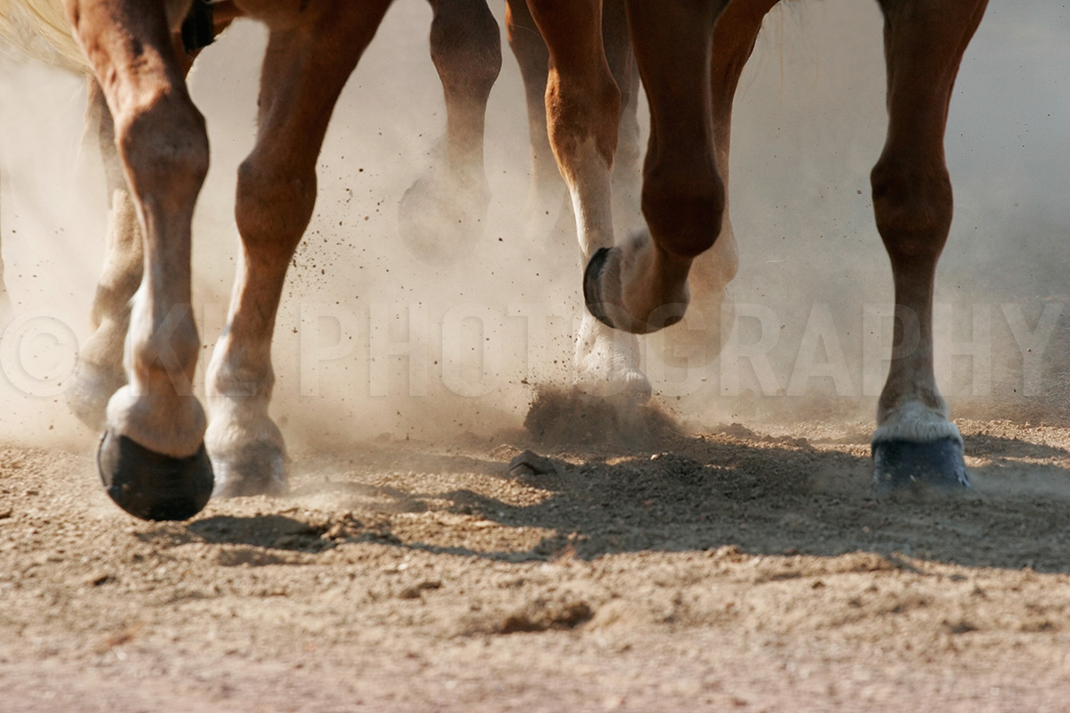 Running Horses