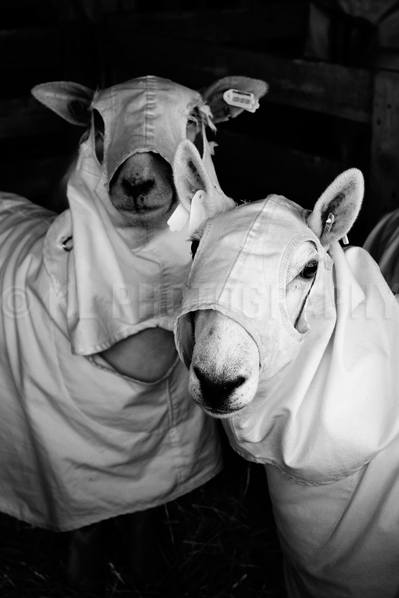 Sheep in the Shadows