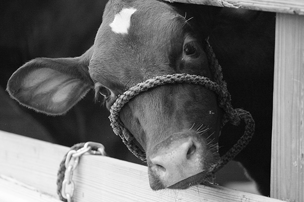 Curious Calf