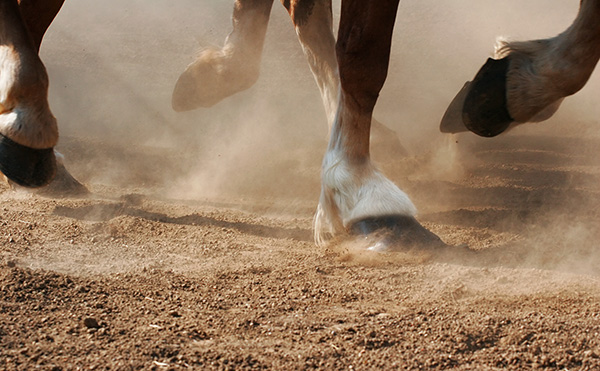 Horse Hooves