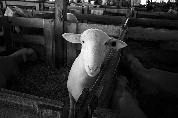 White Sheep