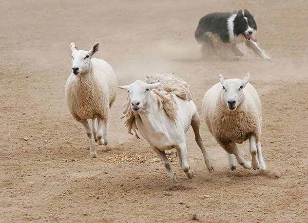 Sheep Herding