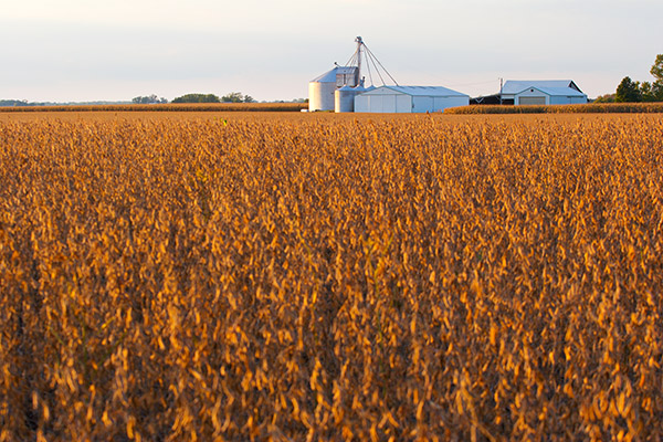 Soybean Farm