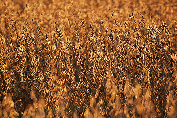 Soybeans