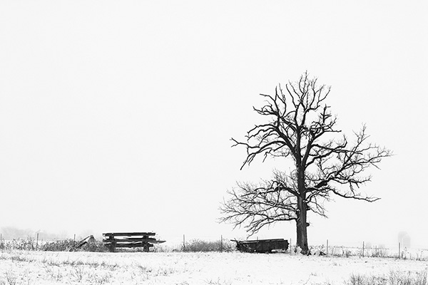 Wintry Tree