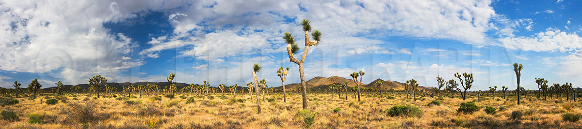 Joshua Tree Panorama