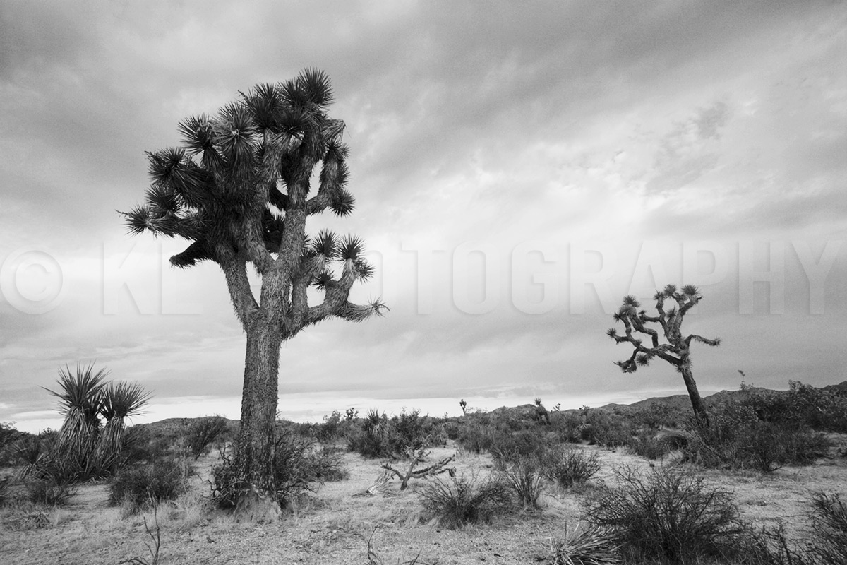 Trees against Clouds, Black and White