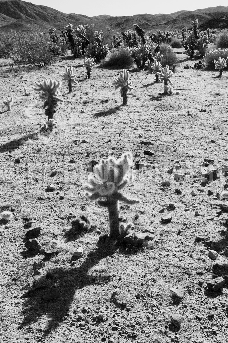 Teddybear Cholla