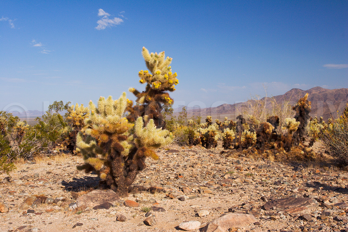 Cacti and Sunny Sky