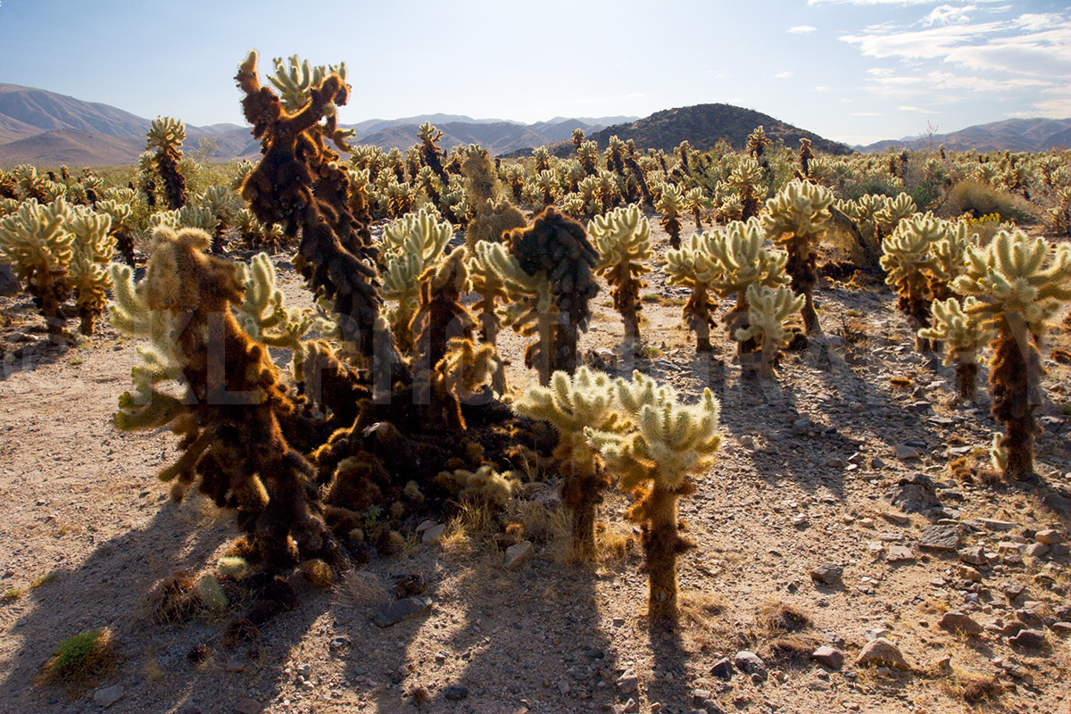 Backlit Cholla