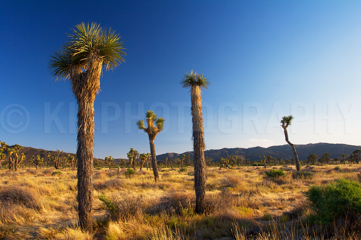 Joshua Trees