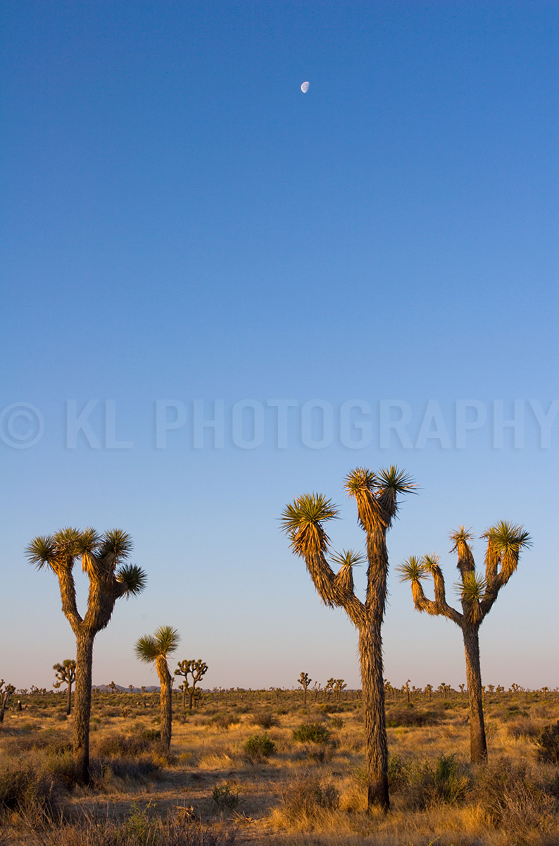 Three Trees beneath Crescent Moon