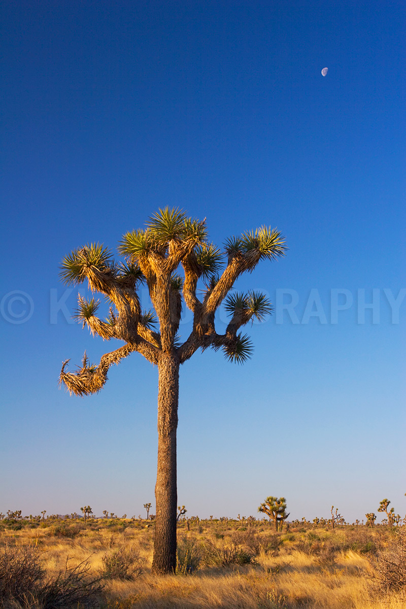 Joshua Tree and Moon