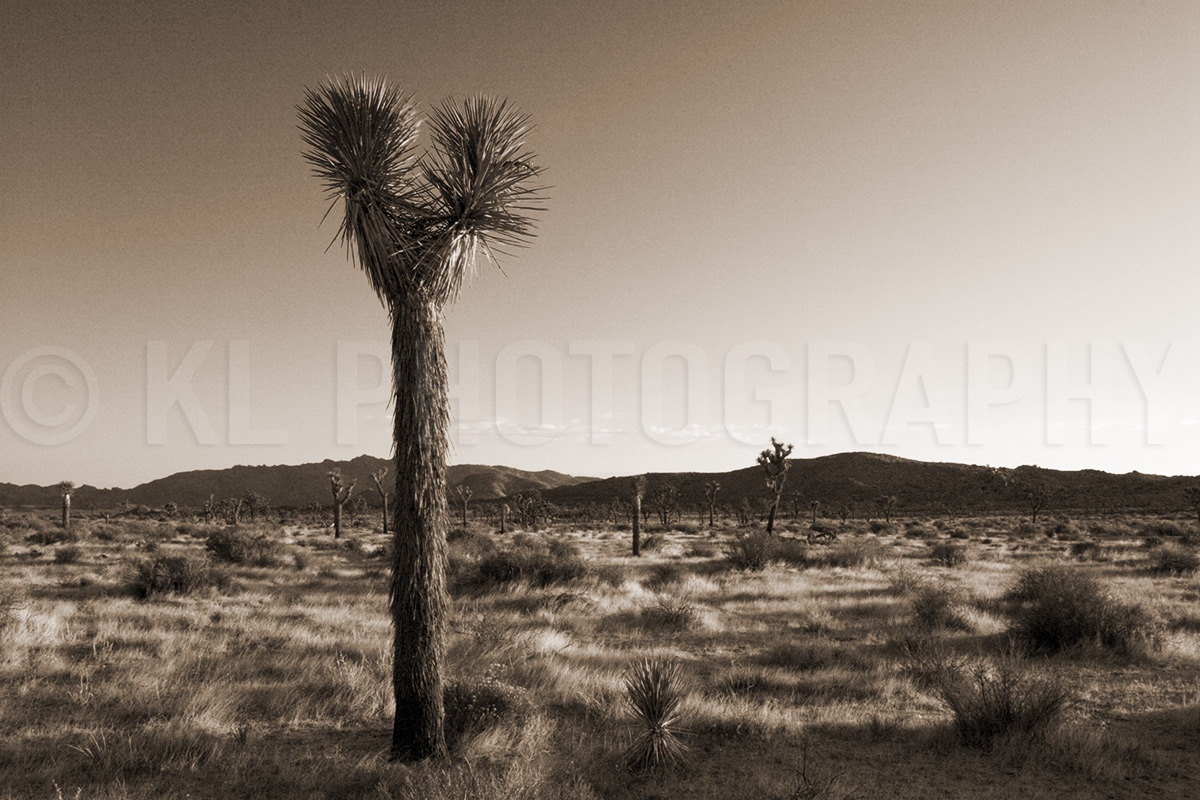 Single Joshua Tree