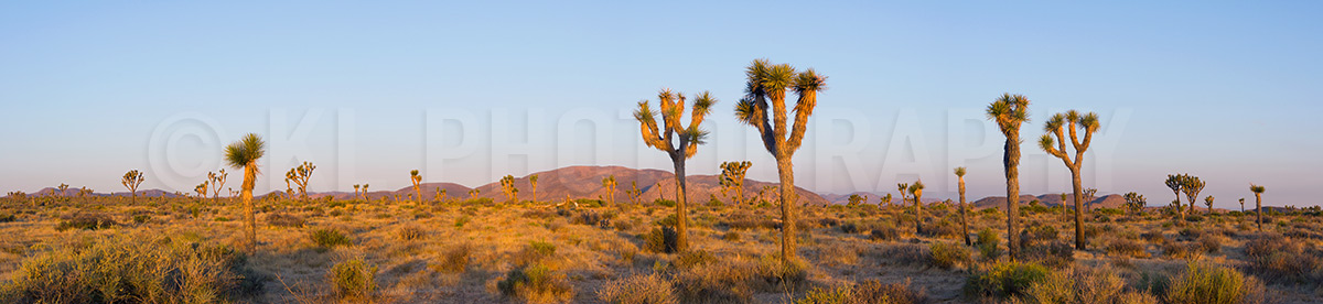 Joshua Tree Morning Panorama