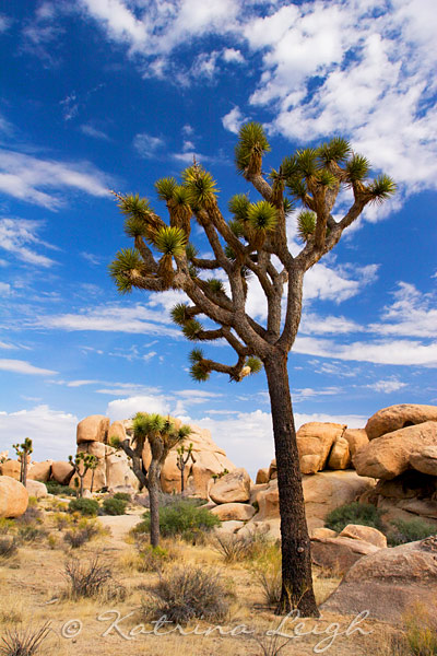 Joshua Tree and Rocks