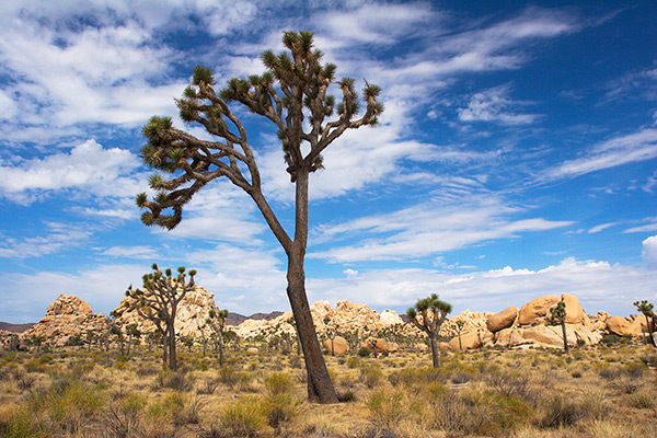 Joshua Tree and Clouds