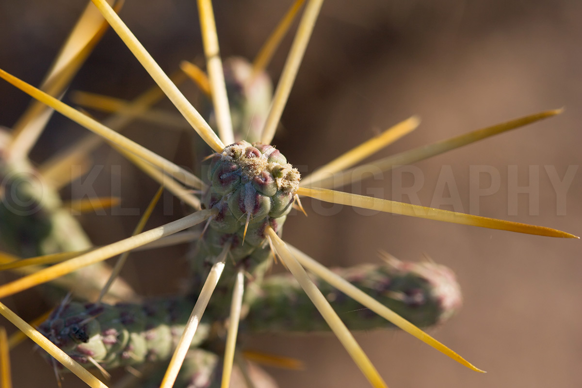 Cholla Cactus Macro