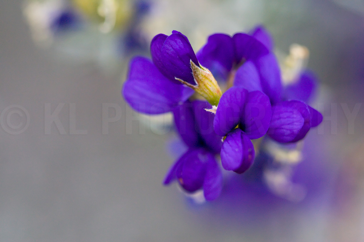 Lupine Macro