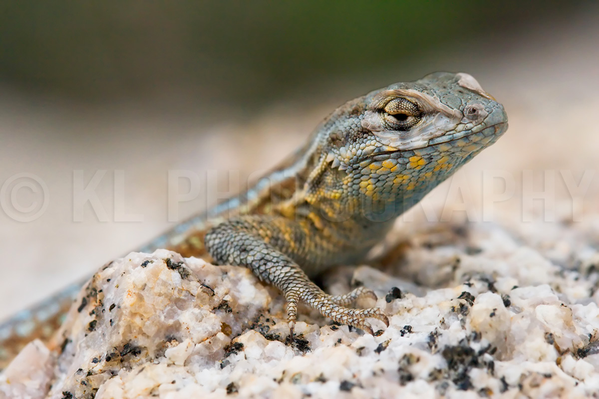 Side-blotched Lizard
