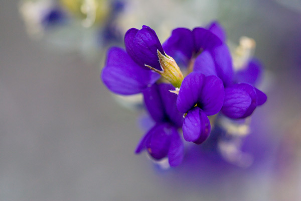 Lupine Macro