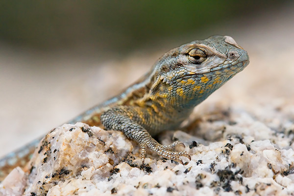 Side-blotched Lizard