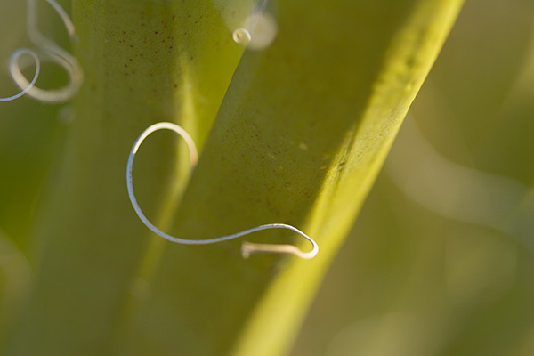 Yucca Macro