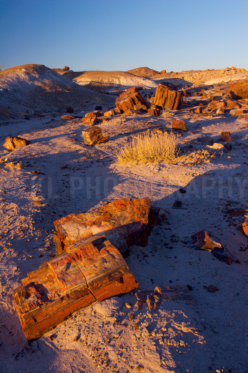 Petrified Logs at Sunset