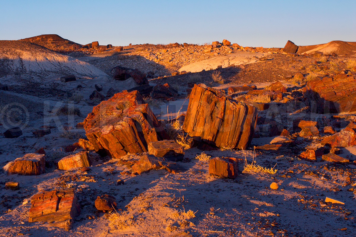 Crystal Forest Sunset