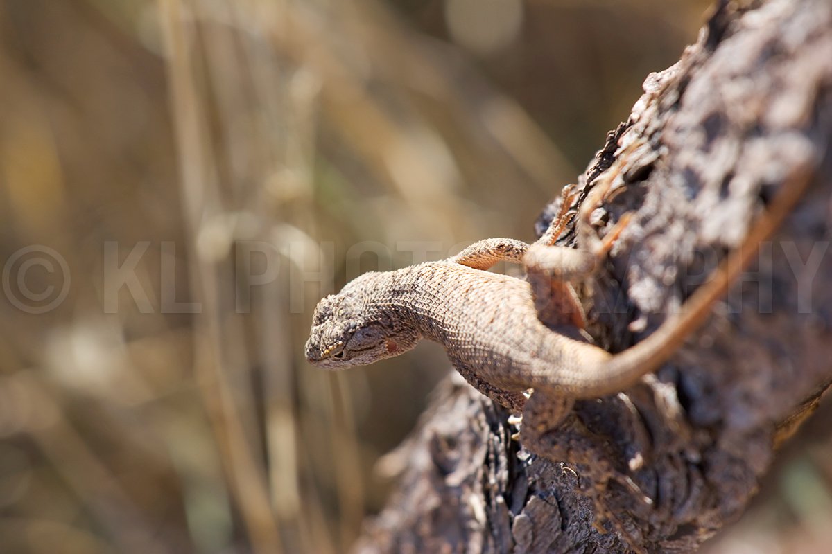 Lizard on a Fence