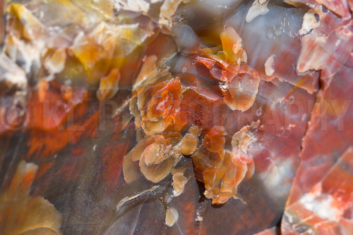 Petrified Wood Macro