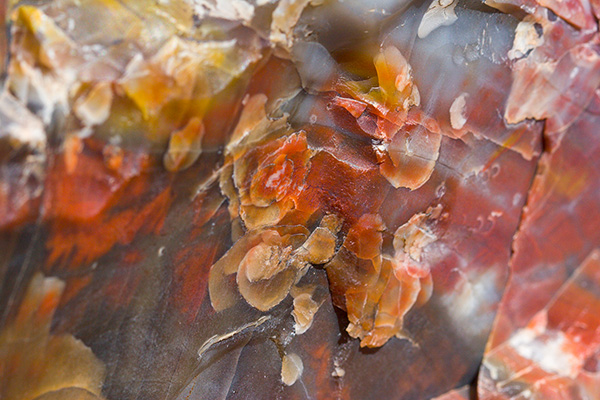 Petrified Wood Macro