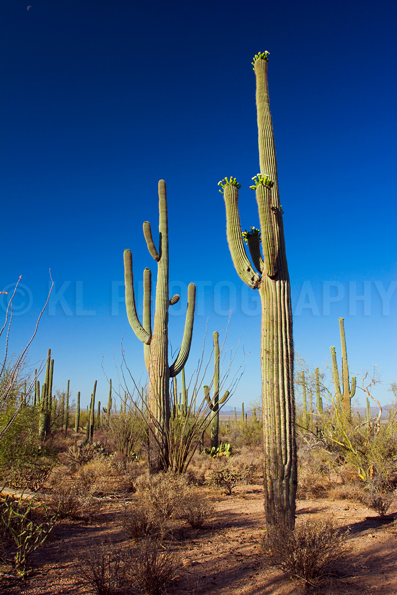 Sunny Afternoon Saguaros