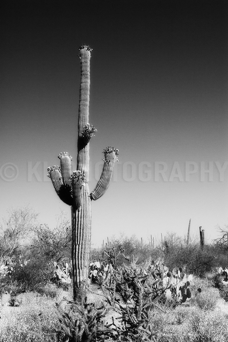 Flowering Saguaro, black and white.