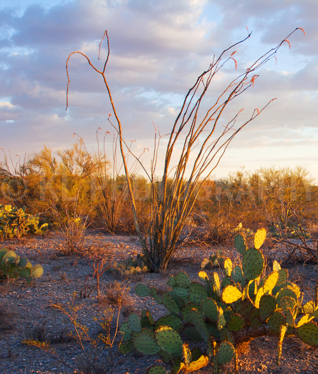 Ocotillo Cactus