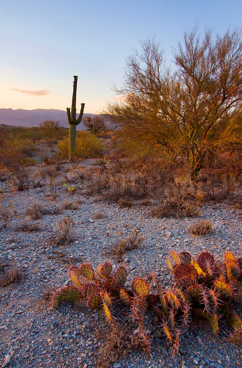 Cacti at Dusk
