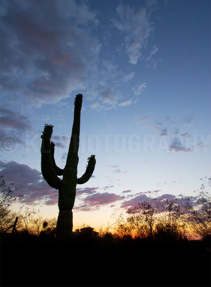 Saguaro Silhouette