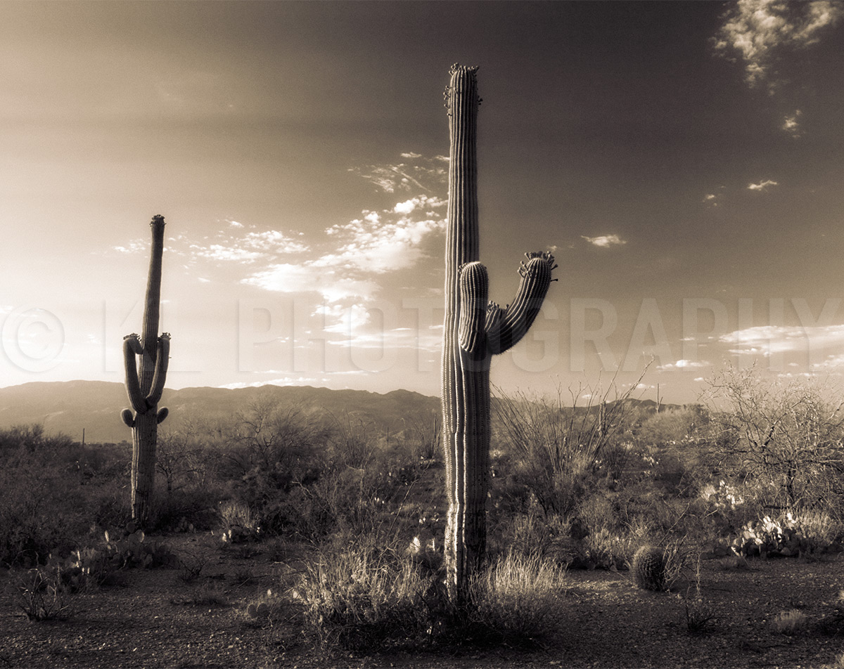 Sonoran Desert Saguaros, Sepia