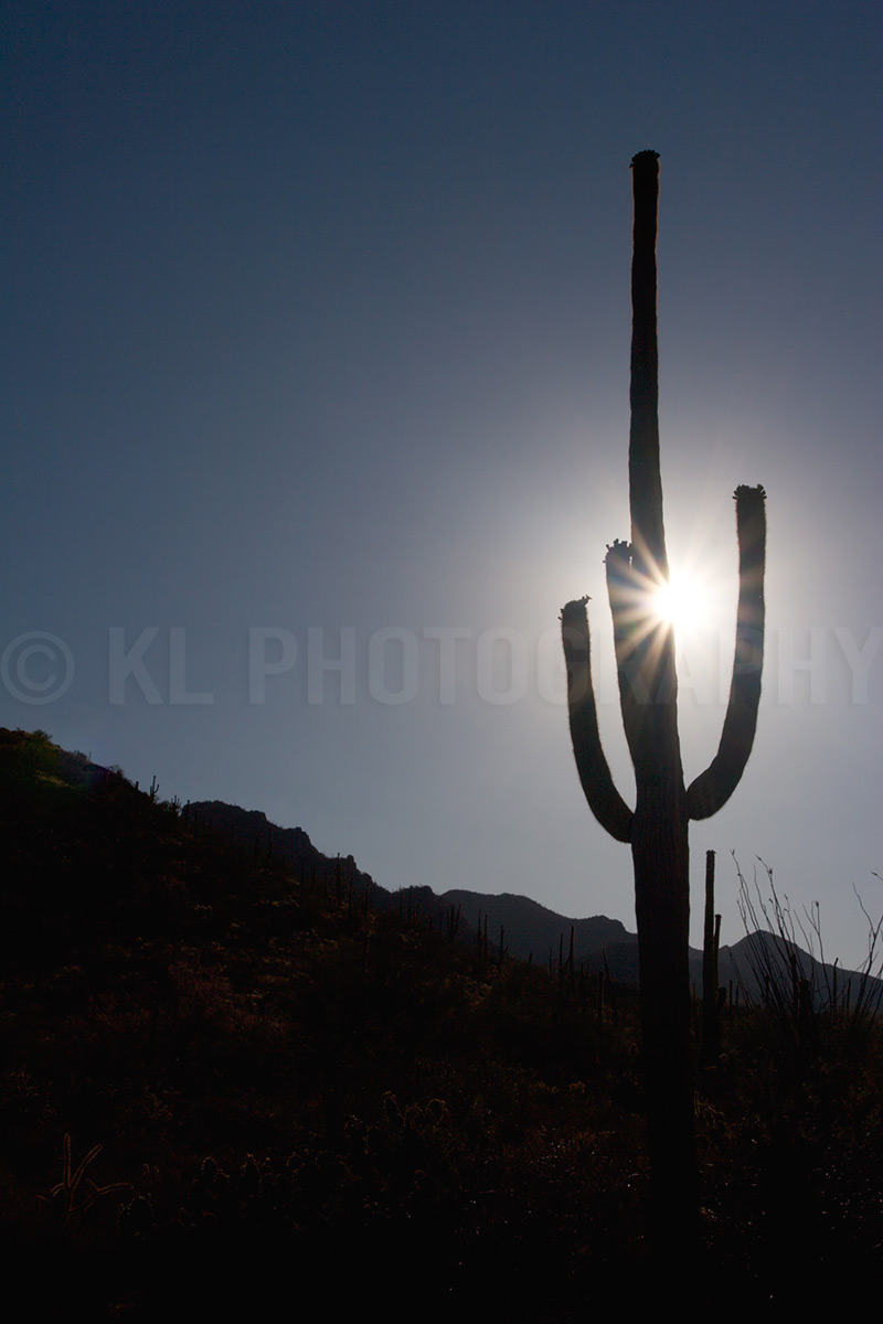 Sun-sparkle Saguaro