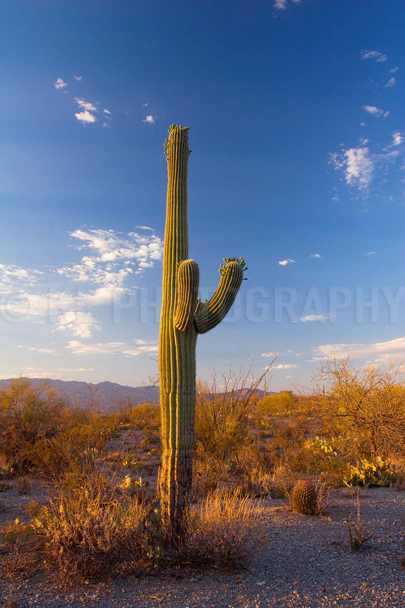 Tall Sunset Saguaros