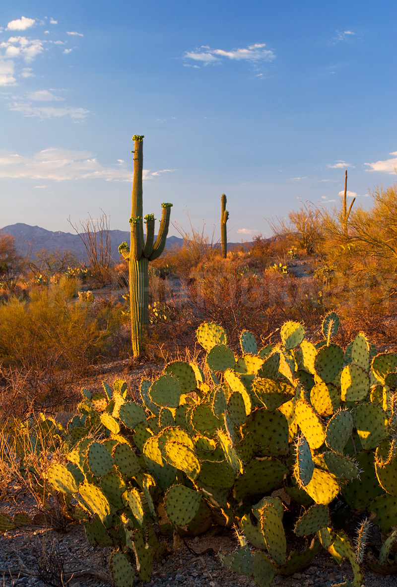 Saguaros and Prickly-pears